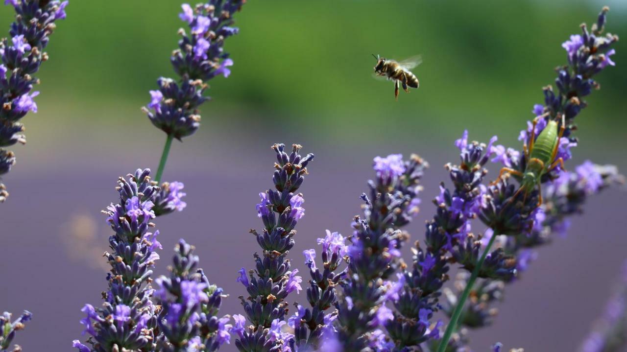 La Petite Campagne Panzió Mane Kültér fotó